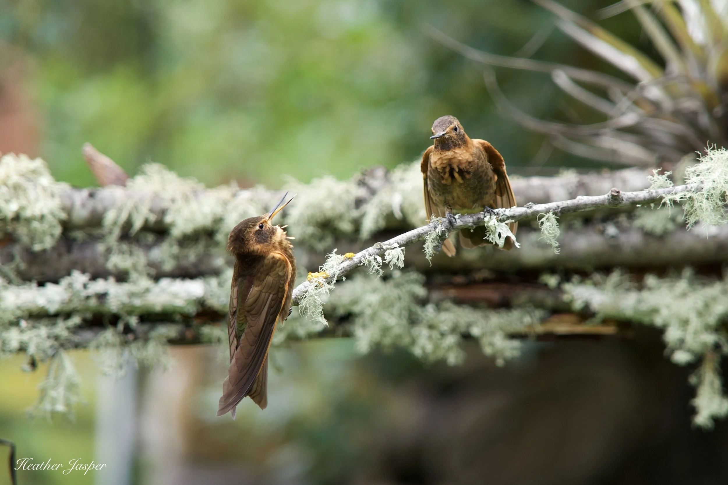 Ensifera Hummingbird Gardens in the Sacred Valley, Peru — Heather